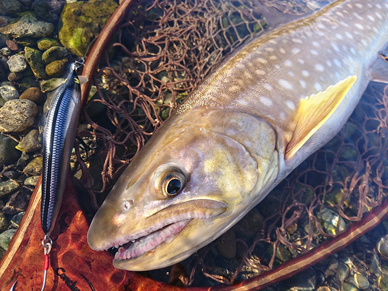 Casket カスケット｜トラウト、バス、ソルトルアー専門店｜通販可能｜