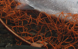 Casket カスケット｜トラウト、バス、ソルトルアー専門店｜通販可能｜