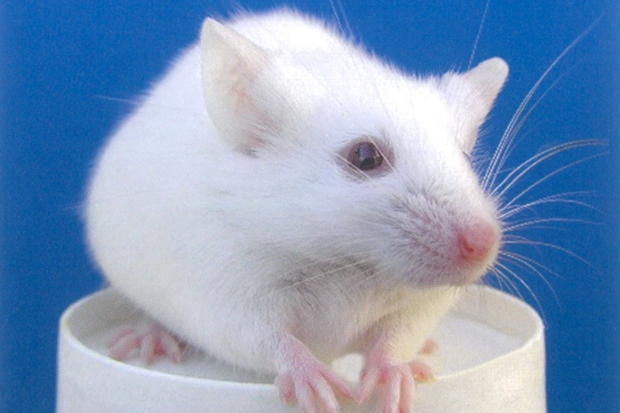 KYケージ-2：CL-0136