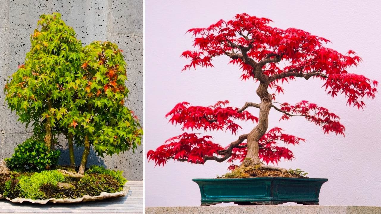 イロハモミジはおすすめシンボルツリー【デメリットになる特徴も解説】