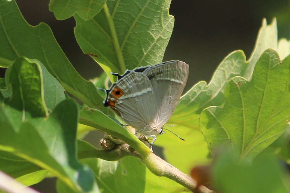 ハヤシミドリシジミ～珍しい？生態写真や生息地、食草、越冬、亜種など