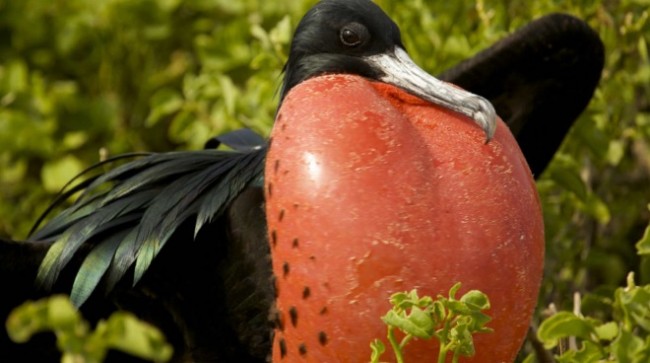 飛んでいる時に寝る鳥がいる！ ドイツの科学者が発表 - 気になる