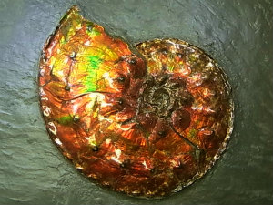 アンモライト原石 アンモライト研究所【化石ジュエリー宝石販売ルーム】