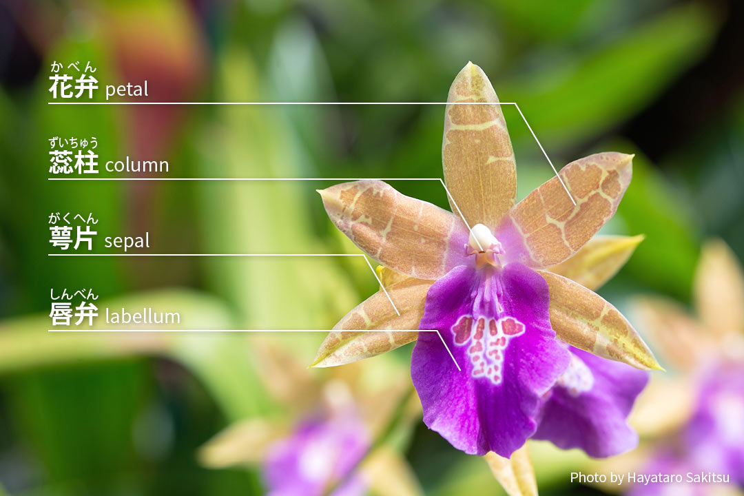 ハワイのラン（オーキッド） | アヌヘア：ハワイの花・植物・野鳥図鑑