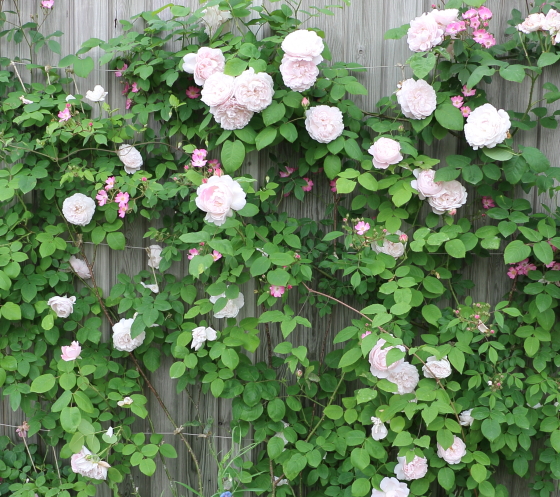 ルドゥーテ バラ-白色に見まちがえる程とても淡いピンク色-イパネマ