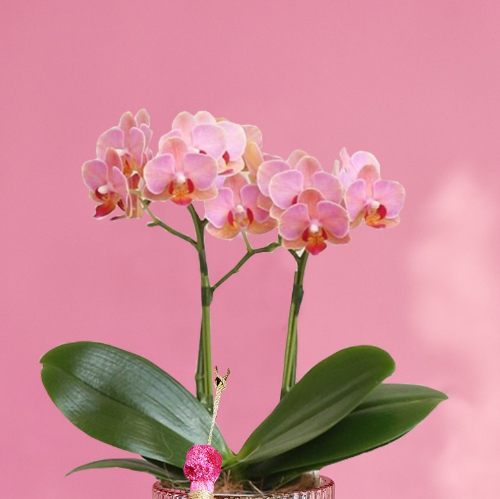 産直】椎名洋ラン園のマイクロ胡蝶蘭 ピンク系2本立ち | 青山フラワー