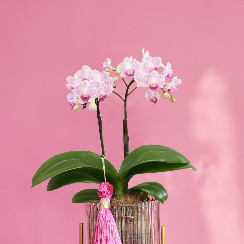 産直】椎名洋ラン園のマイクロ胡蝶蘭 ピンク系2本立ち | 青山フラワー
