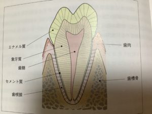 歯の構造について – かさはら歯科医院 | 宮城県仙台市の歯医者