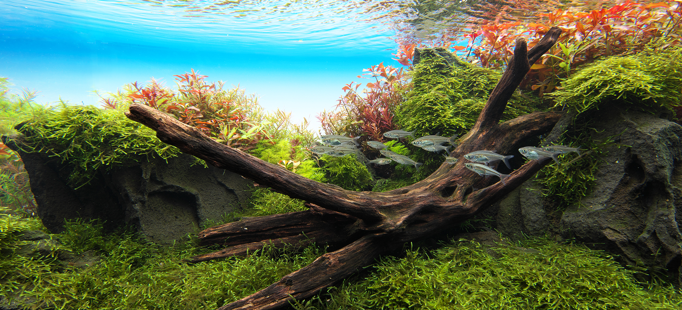 CREATOR WORKS［ ウッドストーリー ］ | AQUA DESIGN AMANO