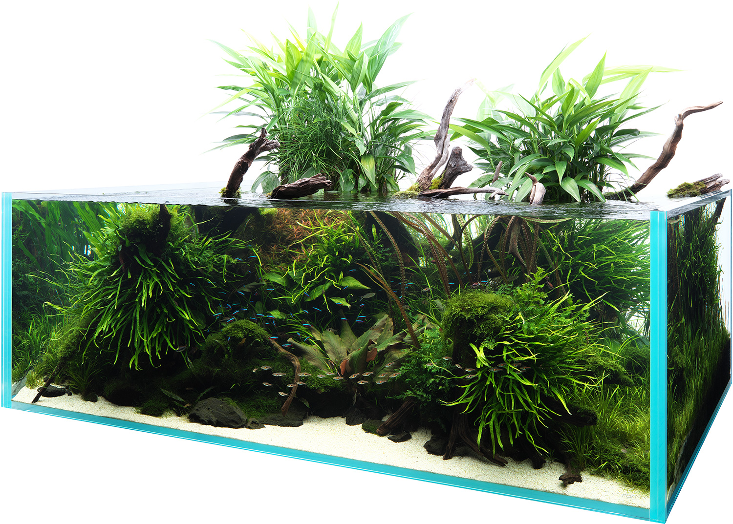 NATURE AQUARIUM GALLERY #05 「悠久と生命」 | AQUA DESIGN AMANO