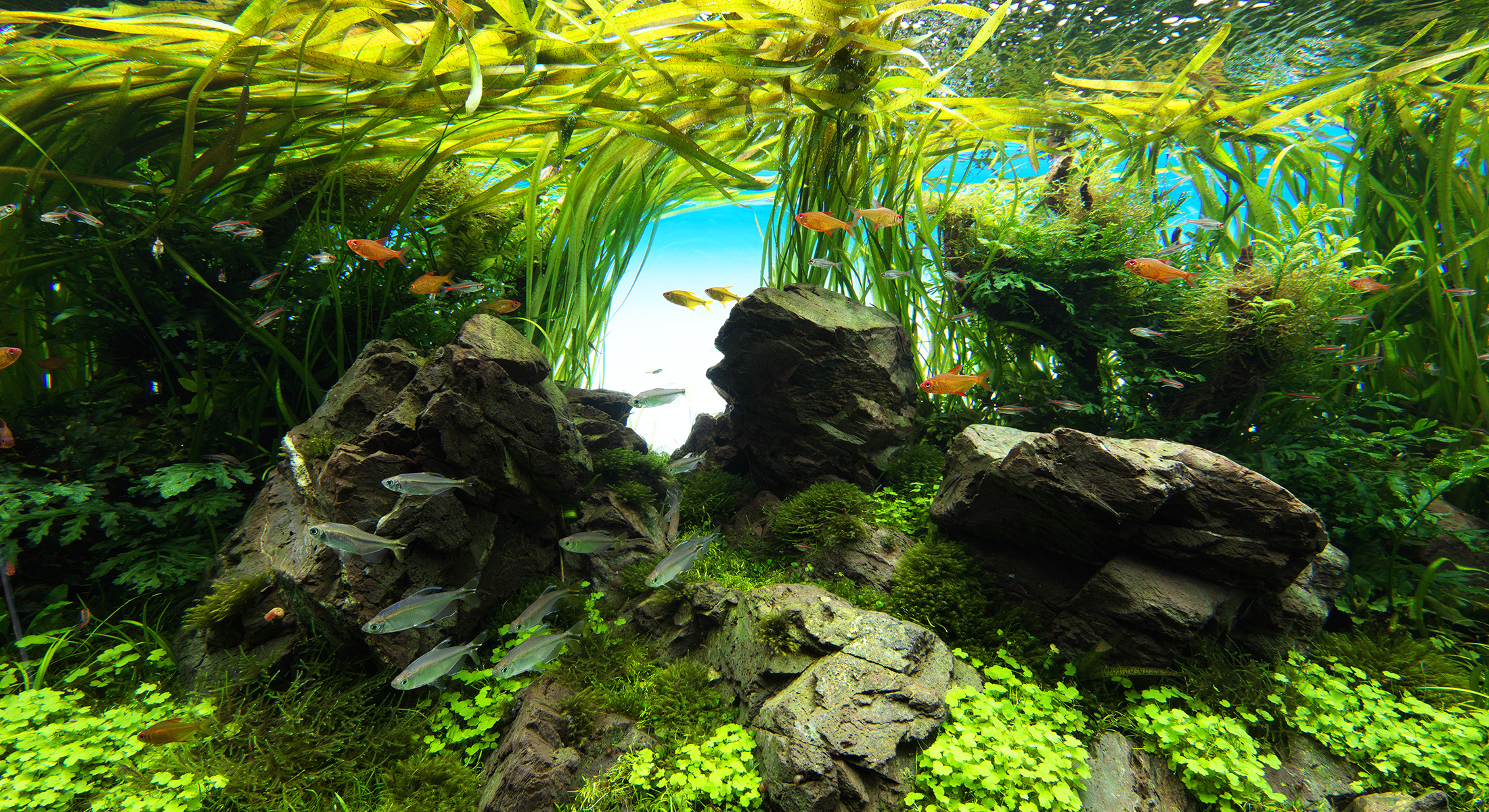 NATURE AQUARIUM GALLERY #08 「スピリット・オブ・ネイチャー