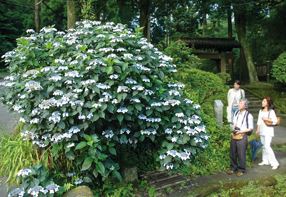 Aboc - アボック社 -第11回 川島榮生の《ヤマアジサイの世界》