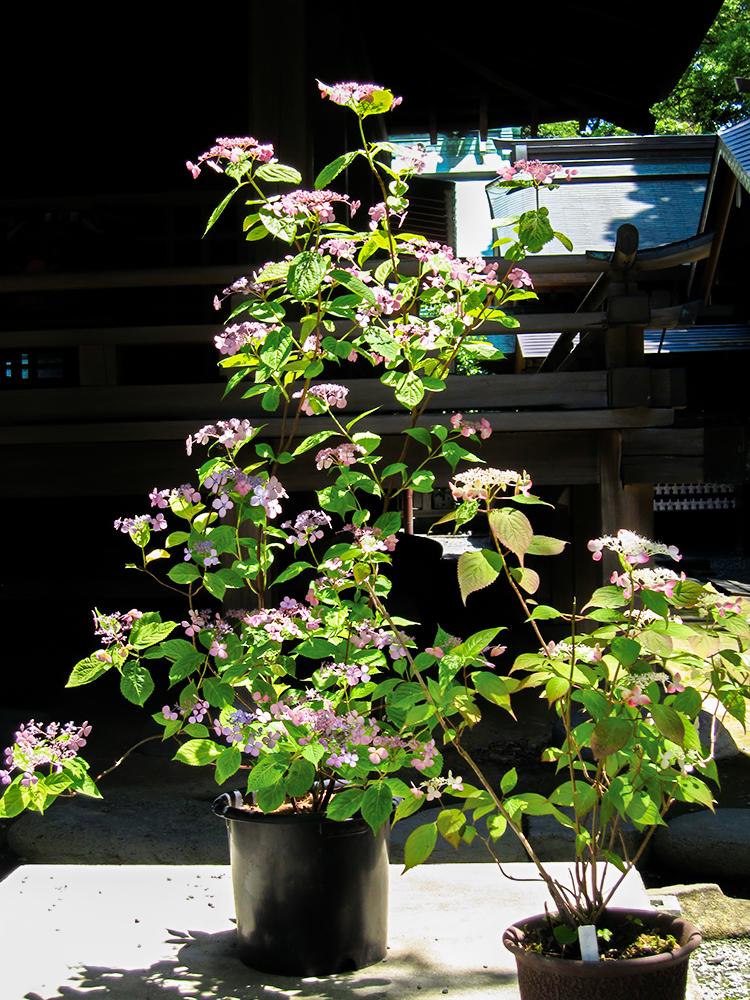 Aboc - アボック社 -第11回 川島榮生の《ヤマアジサイの世界》