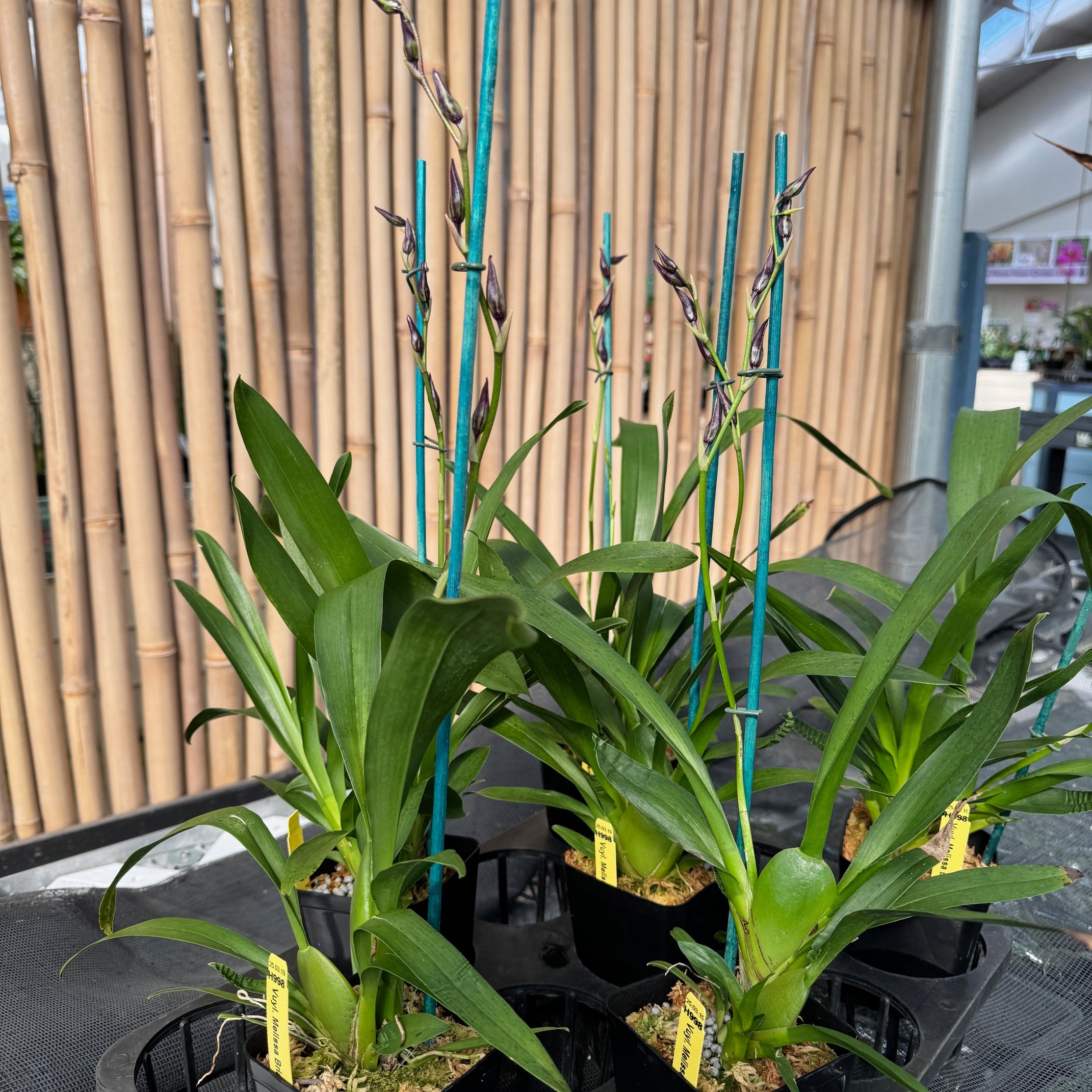 Vuyl. Melissa Brianne 'Dark' (4