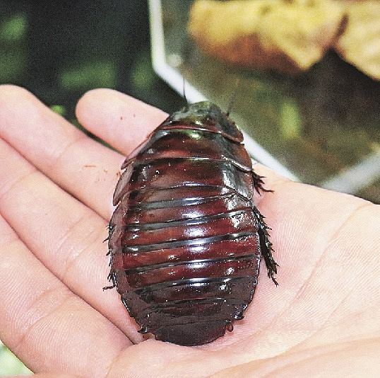 生物界の人気者・嫌われ者」展示 すさみの水族館：紀伊民報AGARA