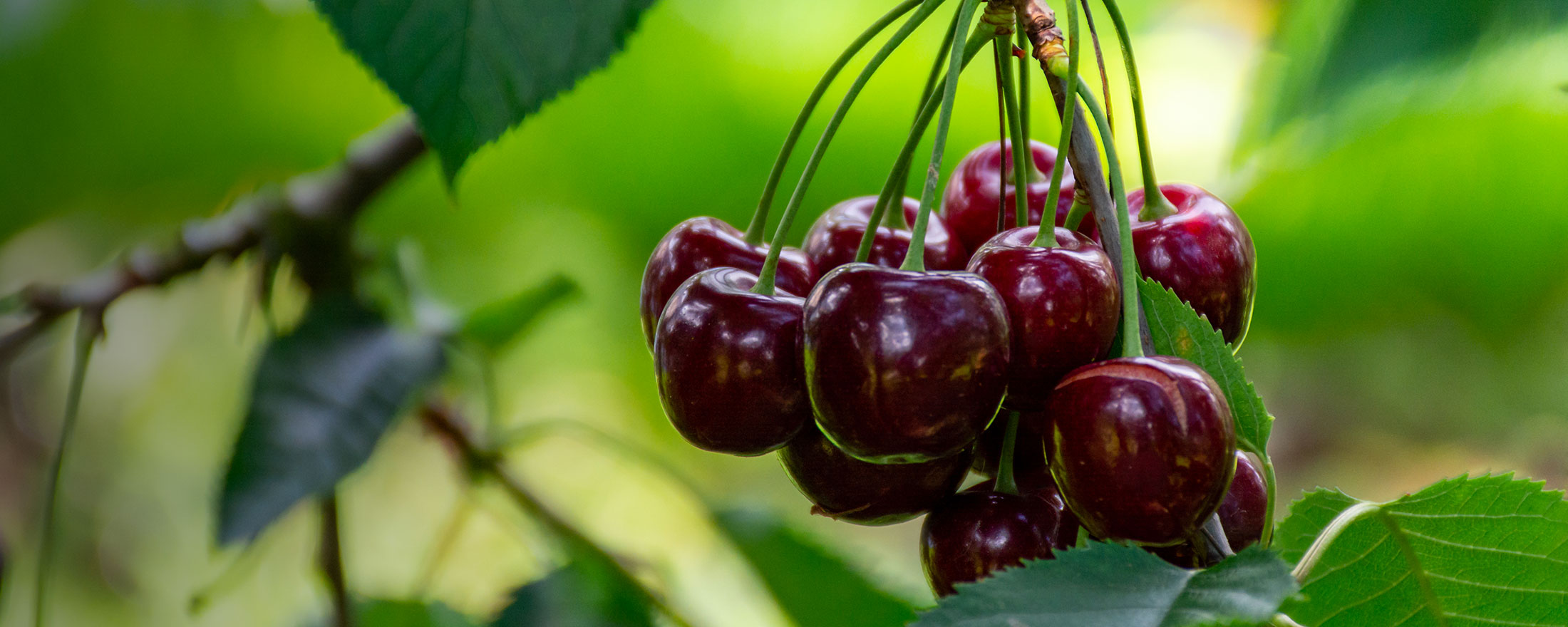 Products | 株式会社アスク