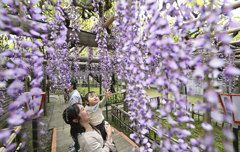 熊野の長藤」美しい“紫のカーテン”に 磐田市の行興寺で見頃、甘い香り