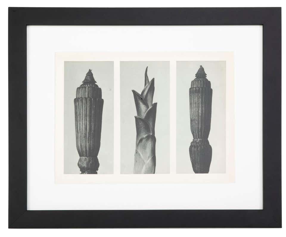 Botanical Photogravures by Karl Blossfeldt, Berlin, 1929 – Avery