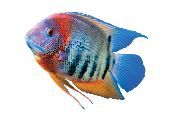 New World Cichlids Care Guide