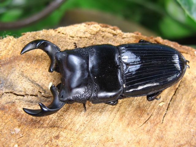 外国産クワガタ/ネブトクワガタ販売/クワガタ販売アリスト | 外国産