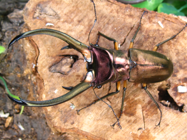 ホソアカクワガタ販売/エラフスホソアカクワガタ販売/クワガタ販売