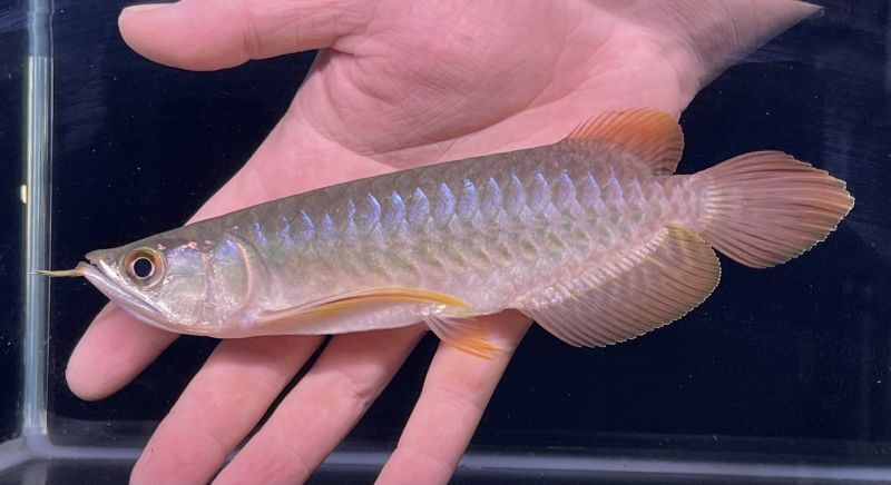 各有名ファーム各種アジアアロワナを総勢25匹入荷致しました。