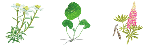 ピュアコールL＜美容液＞｜製品のご案内｜アザレ化粧品