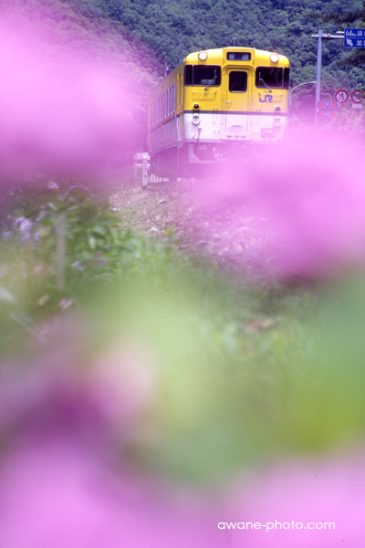 Mamiya-sekor 250mm F5 (for Mamiya Press) | Camera Museum by awane