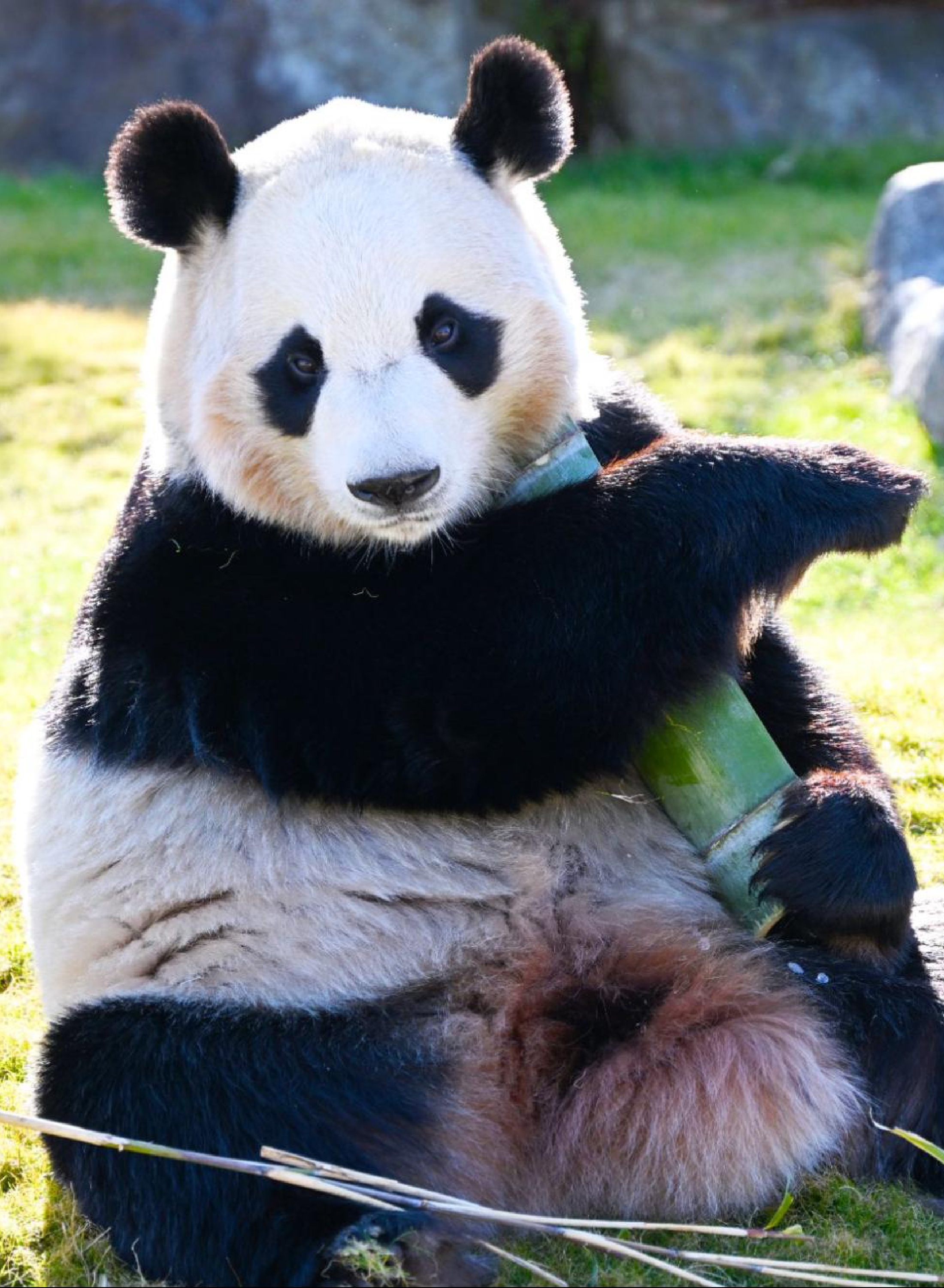 ありがとう！パンダファミリー｜今だから伝えたい、パンダたちへの31年