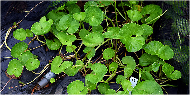 アーユルヴェーダの薬草・ハーブ」アーユルヴェーダライフ管理人