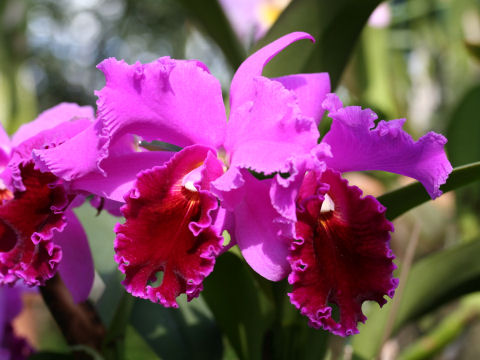 カトレア (Cattleya cv.)
