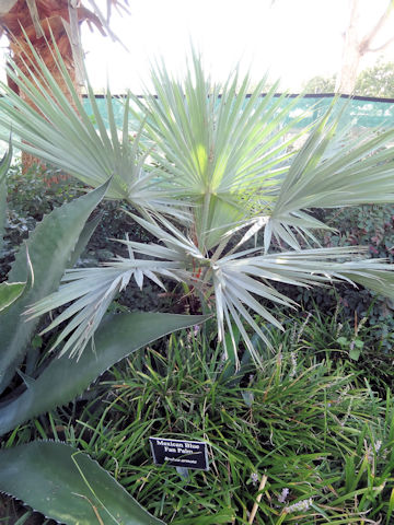 ブラヘア・アルマータ (Brahea armata)