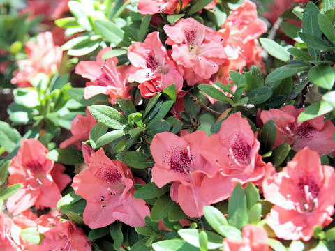 ツツジ (Rhododendron cv.)