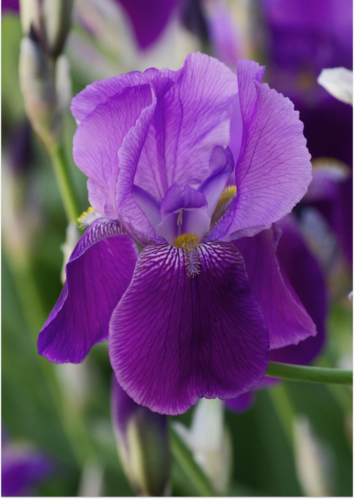 gomico様優先】ボンドナンバーナイン スプリング フリング 100ml