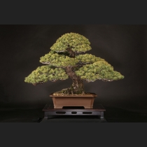 盆栽・水石の通販は雨竹亭オンラインショップ