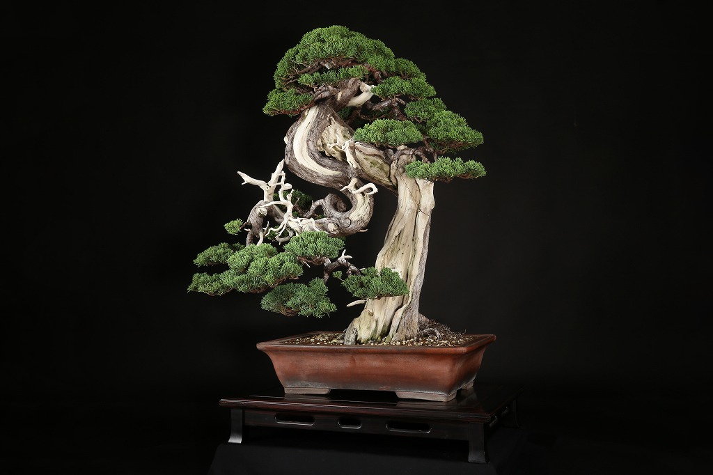 真柏 約250年 | 雨竹亭オンラインショップ