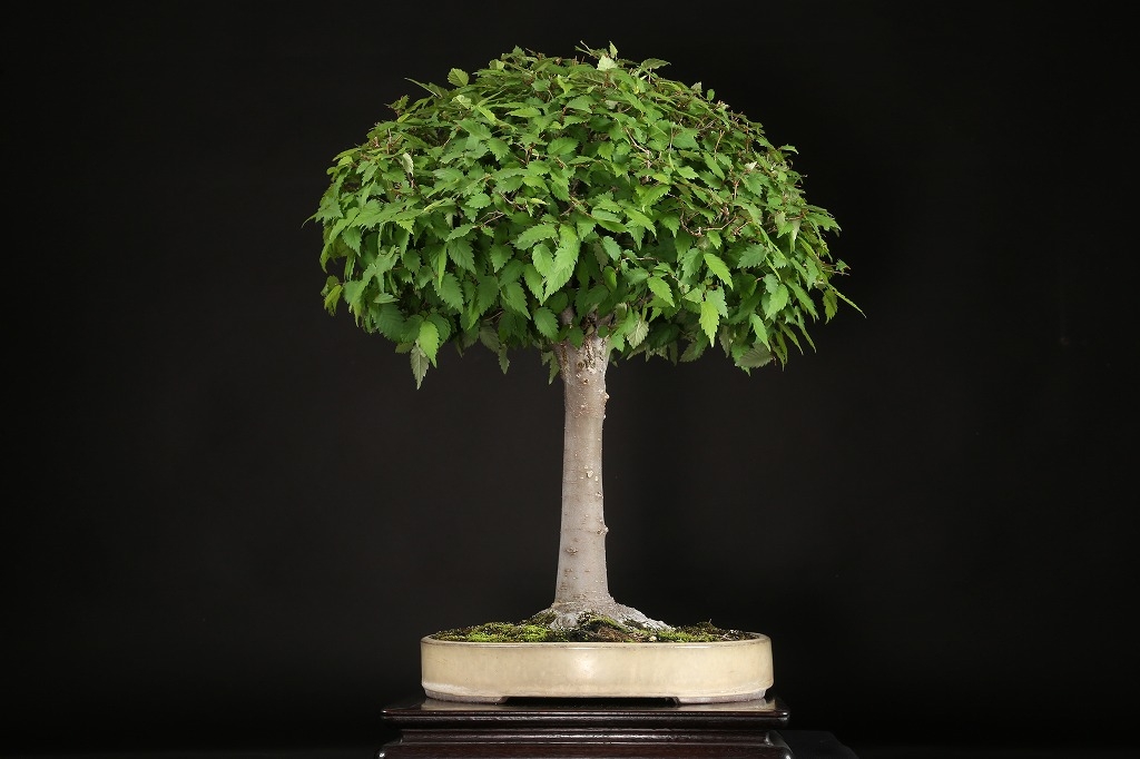 けやき 約50年 | 雨竹亭オンラインショップ