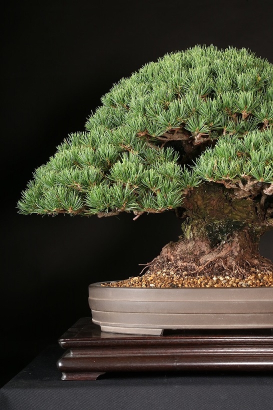 五葉松（九重）約65年 | 雨竹亭オンラインショップ