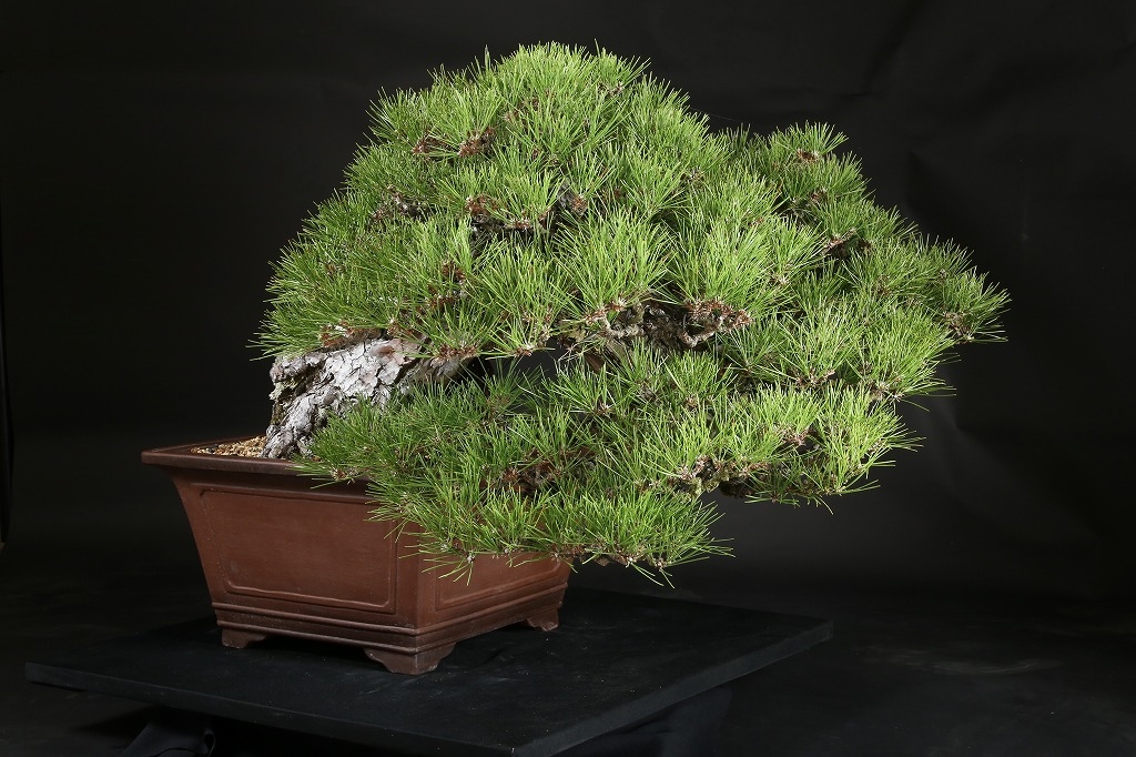 時代物 四国黒松 大品 根あがり盆栽 購入してから41年経過 時代物 四国