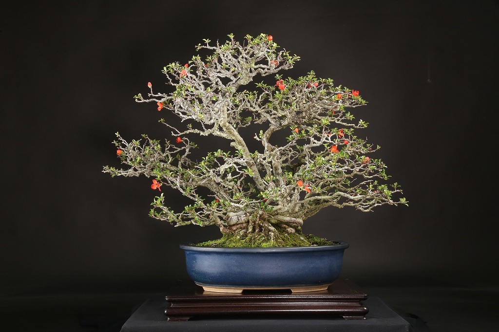 長寿梅 約50年 | 雨竹亭オンラインショップ