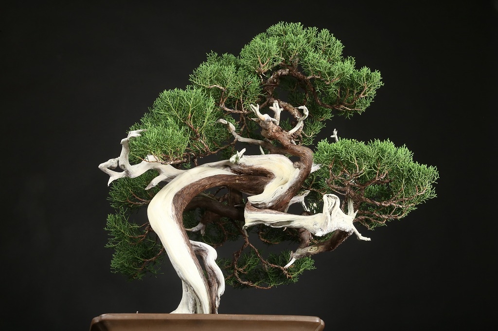 糸魚川真柏 約120年 | 雨竹亭オンラインショップ