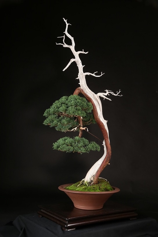 真柏 約70年 | 雨竹亭オンラインショップ