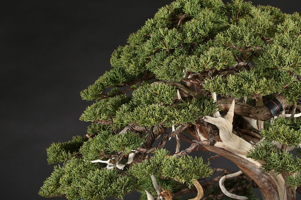 糸魚川真柏貴風盆栽599 樹高鉢込み約470mm 真柏松 【公式通販】