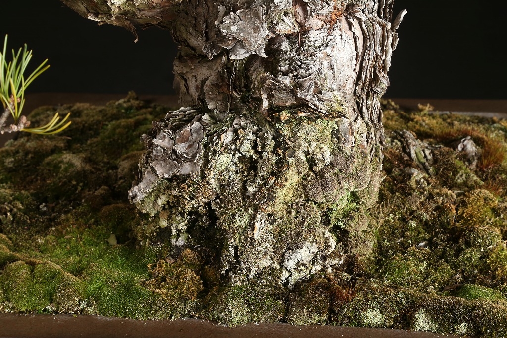 五葉松（大阪松）約80年 | 雨竹亭オンラインショップ