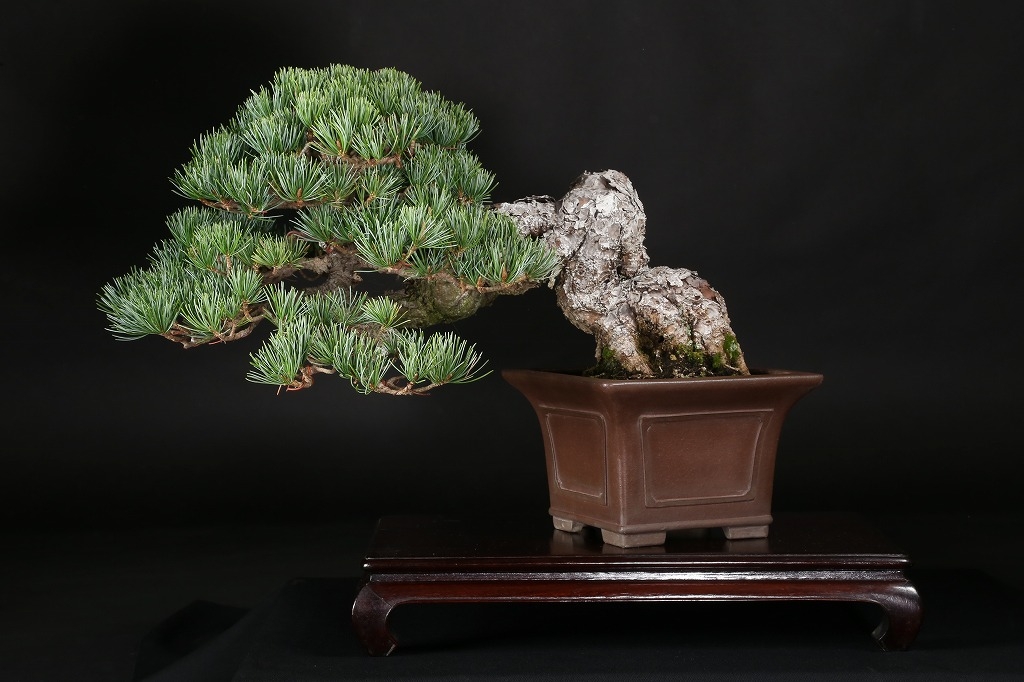 kouichi ページ 五葉松3点 mqdefault.jpg