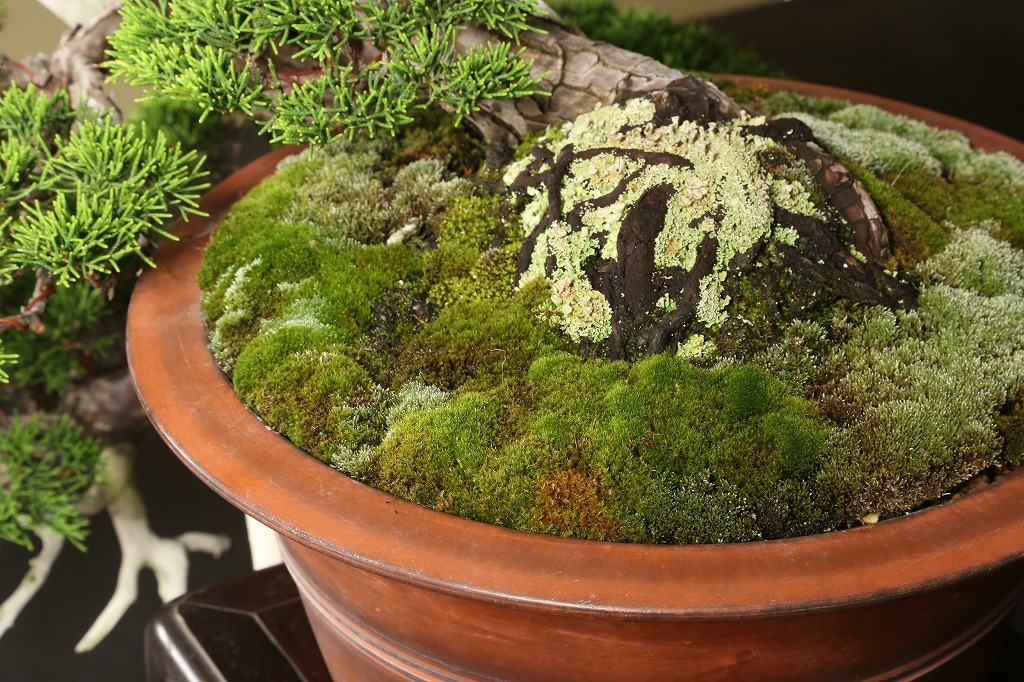 真柏 約120年 | 雨竹亭オンラインショップ