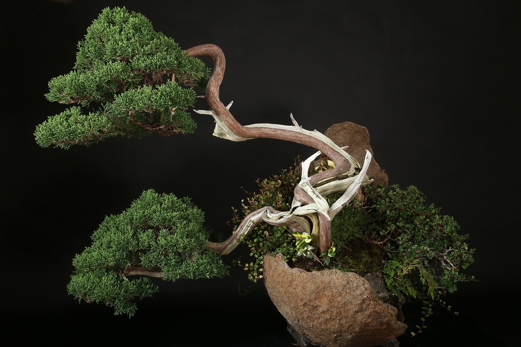 真柏石付 約70年 | 雨竹亭オンラインショップ