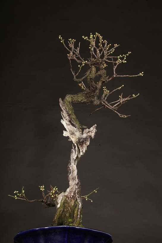 野梅 約80年 | 雨竹亭オンラインショップ