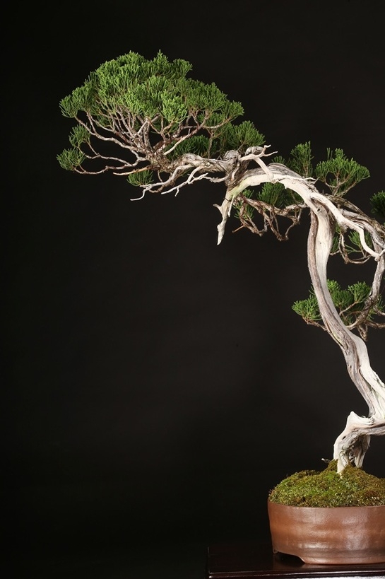 糸魚川真柏 約80年 | 雨竹亭オンラインショップ