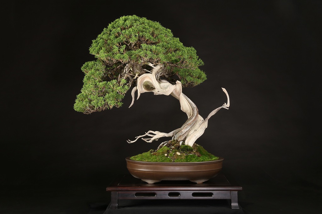 真柏 約200年 | 雨竹亭オンラインショップ